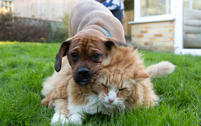 Gato obeso tem um cachorro como personal trainer 1 O filhote Dennis é o personal trainer do gato Ulric. (Foto: Reprodução / Bark Post)