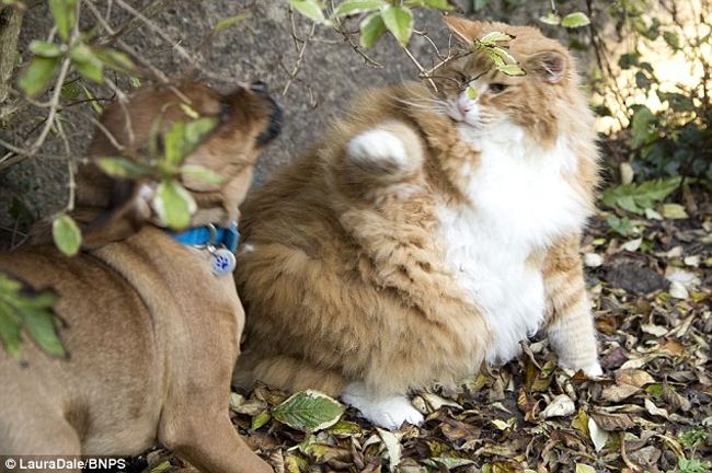 Gato obeso tem um cachorro como personal trainer 2 O gato Ulric brinca e emagrece. (Foto: Reprodução / Bark Post)