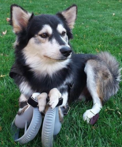 O cão Derby usando próteses feitas em impressora 3D. (Foto: Reprodução / Daily Mail UK)