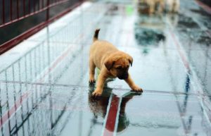 Cachorro com medo em ponte de vidro na China. (Foto: Reprodução / Metro UK)