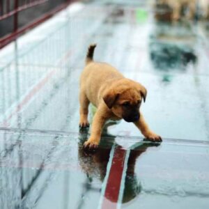 Cachorros se apavoram em ponte de vidro e precisam de ajuda para sair