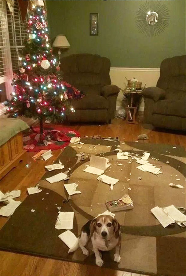 Cachorros estragando a decoração de natal 2 (Foto: Reprodução / Bored Panda)