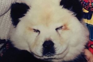 Cachorro da raça Chow Chow tingido para ficar parecido com um panda. (Foto: Reprodução / Mirror)