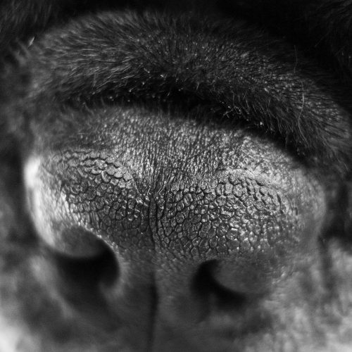 close-up-cachorros-fotos (15)