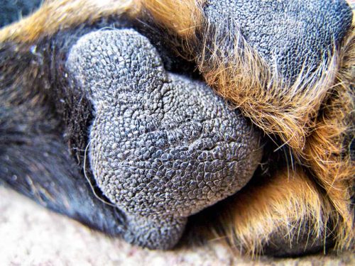 close-up-cachorros-fotos (8)