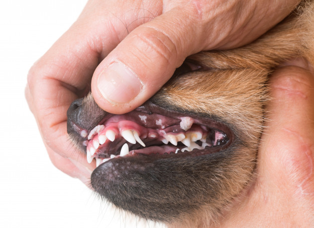 fenda palatina em cães