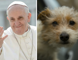 De acordo com o Papa Francisco, os cachorros vão para o Céu quando morrem. (Foto: Reprodução / Metro UK)