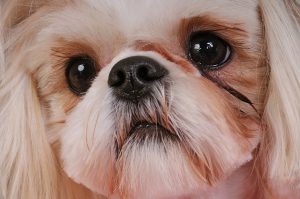 Secreção ocular e manchas de lágrima em cães. Foto: Reprodução