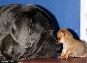 O mastim napolitano Nero e o chihuahua Digby são grandes amigos. (Foto: Reprodução / Daily Mail UK)