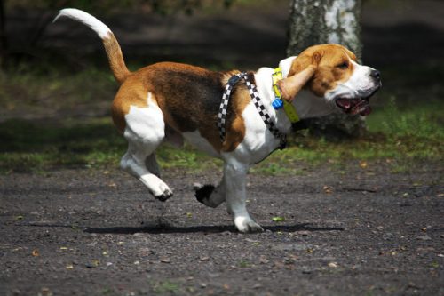 Beagle (Foto: Reprodução / The I Love Dogs Site)