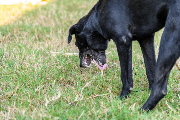 Primeiros socorros: Cães engasgados 2 cachorro vomitando