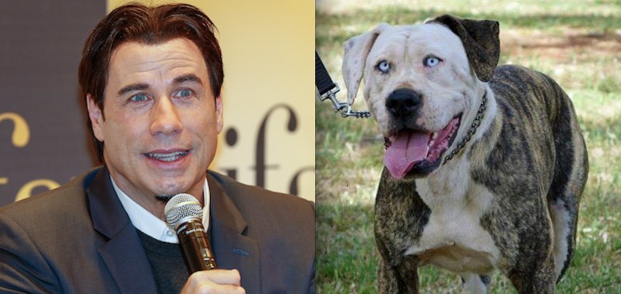 Cachorro disponível para adoção é a cara de John Travolta. Literalmente. 1 Foto: Reproduçao/Facebook