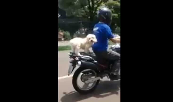 Homem é flagrado levando cachorro na garupa da moto