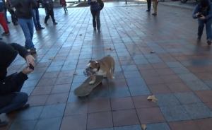 O cão Sam andando de skate no meio dos manifestantes. (Foto: Reprodução / Youtube)
