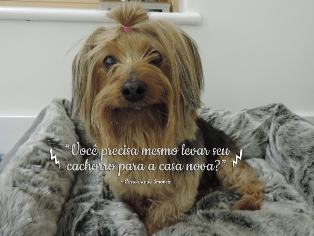 Proibição de cachorros em condomínios e casas