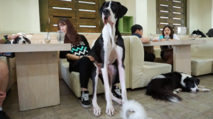 Que tal ir numa cafeteria cheia de cachorros? (Foto: Reprodução / The Dog Cafe Site)