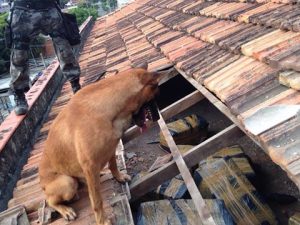 O cão Apolo localizou uma grande quantidade de maconha escondida. (Foto: Reprodução / Facebook / BAC)