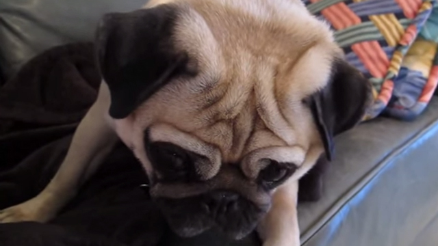 Pug leva bronca e faz cara de culpado