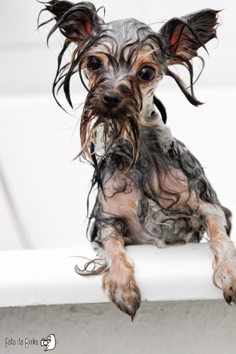 Alguns cães ficam bem diferentes quando estão molhados. (Foto: Marcelo Cabrera)