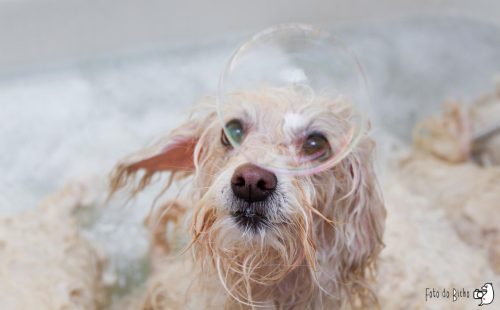 Bolha de sabão diverte cachorro durante o banho. (Foto: Marcelo Cabrera)