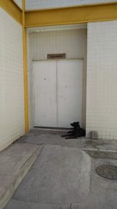 O cachorro acompanhou seu tutor na viatura da polícia e ficou na porta da carceragem. (Foto: Reprodução / Facebook / Patamos de Cabo Frio)