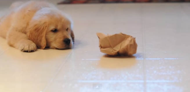 Golden Retriever contra a sacola de papel