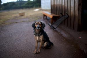 Cães no Chile enfrentam medida arbitrária e cruel do governo. Foto: Reprodução