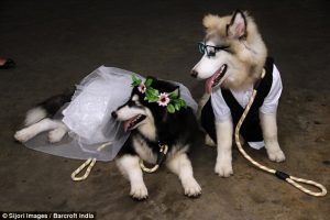 A noiva Yipa e o cão Buls se casaram. (Foto: Reprodução / Daily Mail UK)