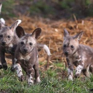 Filhotes raros de cão-selvagem-africano fazem primeira aparição em reserva
