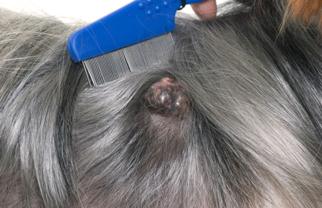 tumor no cachorro