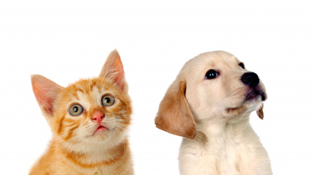 two beautiful puppies cat dog 58409 6024