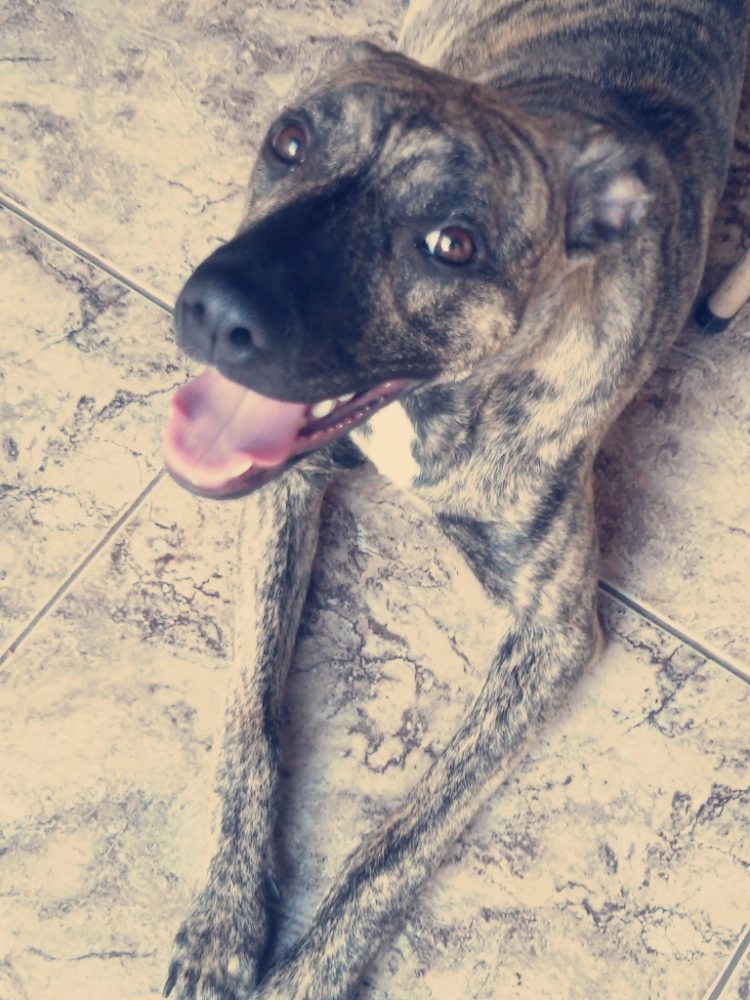 helloisa - Portal do Dog