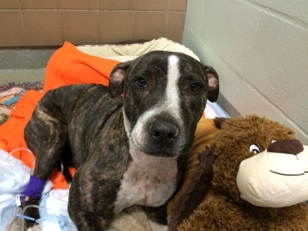 Cachorra sobrevive após levar dois tiros e ser amarrada nos trilhos do trem 1 A cachorra Cabela quando chegou ao hospital. (Foto: Reprodução / Bark Post)