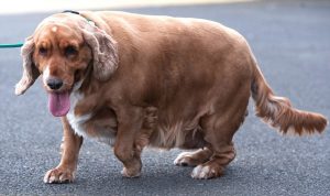 A cachorra Millie se tornou obesa. (Foto: Reprodução / Daily Mail UK)