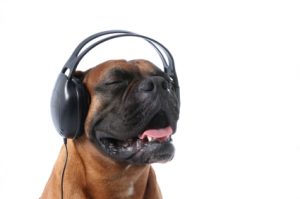 Estudo sugere que música clássica deixa os cães mais calmos 1 Música clássica acalma os cães. (Foto: Reprodução / Google)