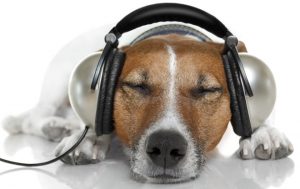 A música clássica pode ajudar cães que sofrem com a ansiedade da separação. (Foto: Reprodução / Google)