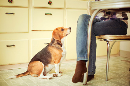 A intuição canina é poderosa. (Foto: Reprodução / Vetstreet)