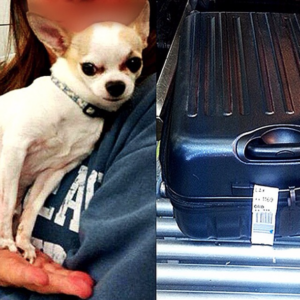 Chihuahua encontrado dentro de mala despachada no aeroporto La Guardia. (Foto: Reprodução / Instagram / TSA)