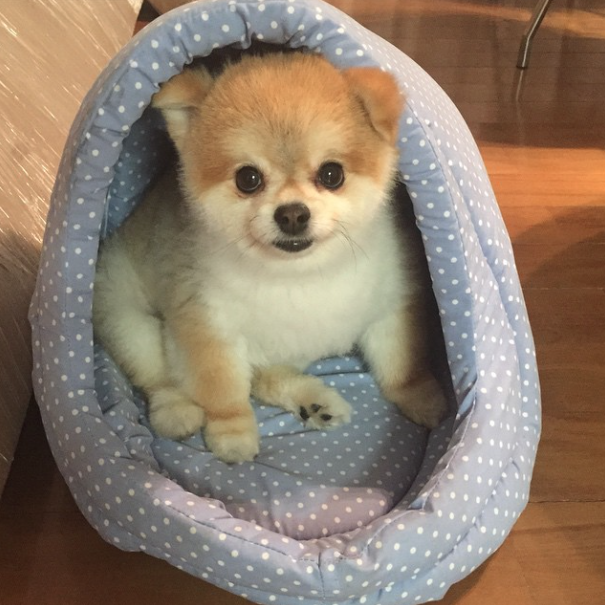 Conheça a nova cachorra de Celso Zucatelli 2 Paçoca na casinha da irmã. (Foto: Reprodução / Instagram)