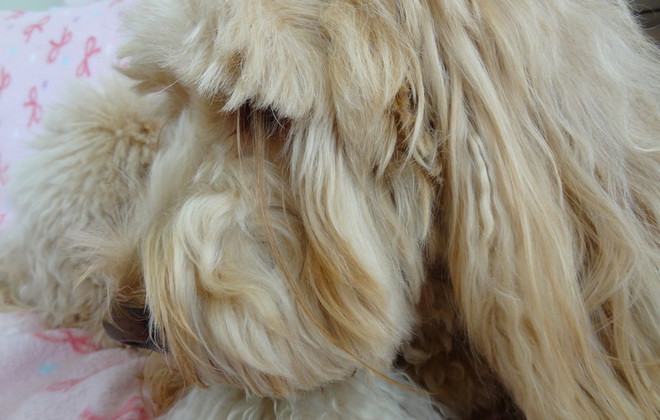 O cão Ranmaru tem os cílios mais compridos do mundo. (Foto: Reprodução / Guinness World Records)