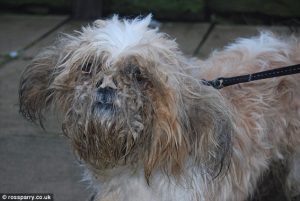 O cão foi abandonado com os pelos embaraçados e cheios de gasolina. (Foto: Reprodução / Daily Mail UK)
