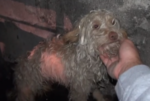Cachorro que foi resgatado do esgoto. (Foto: Reprodução / Youtube)