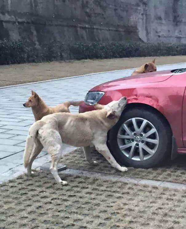 Cachorro chutado por homem volta com turma canina para acabar com o carro do agressor 3 Foto: Reprodução