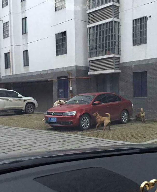 Cachorro chutado por homem volta com turma canina para acabar com o carro do agressor 2 Foto: Reprodução