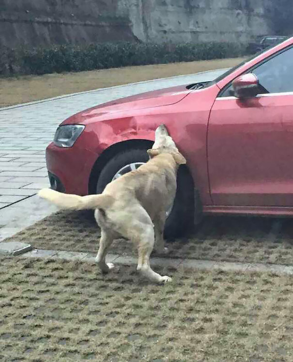 Cachorro chutado por homem volta com turma canina para acabar com o carro do agressor 1 Foto: Reprodução