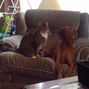 Os estágios de um romance contados através da relação de um gato e cachorro