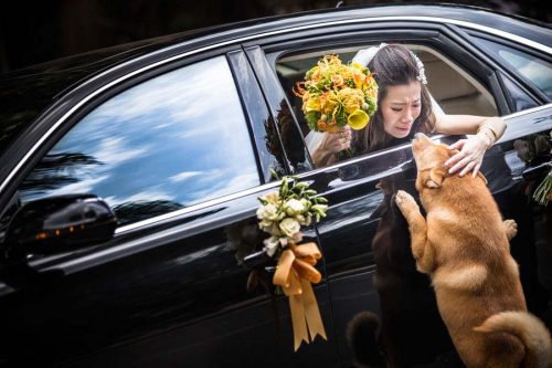 Registro de noiva se despedindo de cachorro ganha prêmio de fotografia 1 Foto: Allen Ko