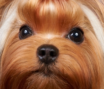 Curiosidades sobre o Yorkshire Terrier