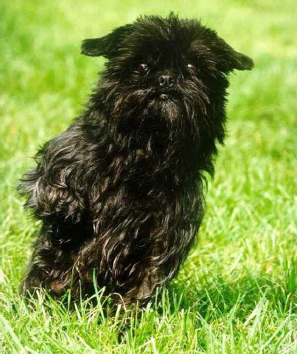 Affenpinscher (1)