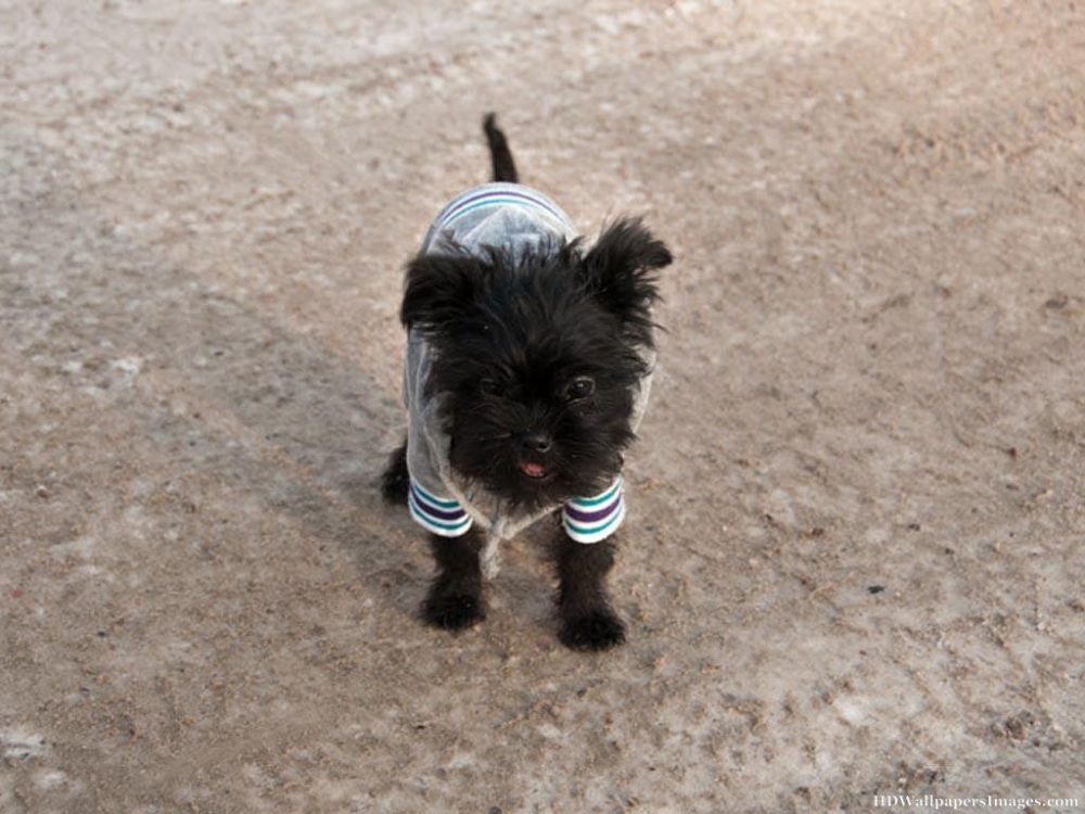 Affenpinscher (10)